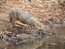 Golden Jackal