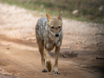 Golden jackal