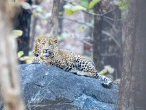 Leopard cubs
