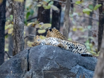 Leopard cubs