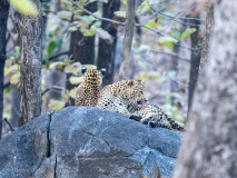 Leopard cubs