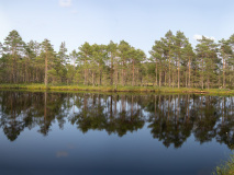 Knuthöjdsmossen