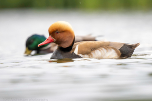 Litauen | Opportunistiska bilder