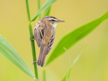 Sedge Warbler