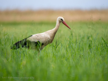 Stork
