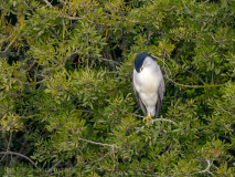 Natthäger