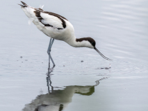 Skärfläcka
