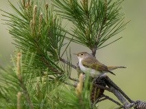 Bergsångare