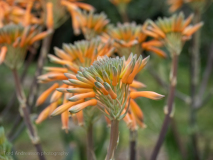 Aloe scobinifolia, Mallorca