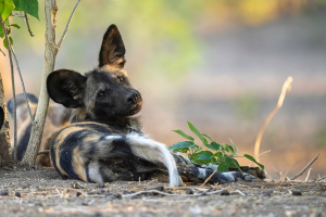 Mana Pools | Afrikanska vildhundar / Painted dogs