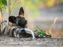 Afrikansk vildhund