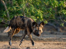 Afrikansk vildhund