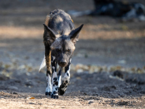 Afrikansk vildhund