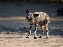Afrikansk vildhund
