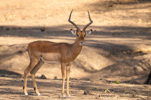 Mana Pools | Antiloper / Antelopes