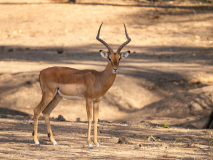 Impala