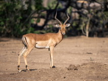 Impala