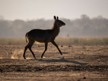 Waterbuck