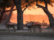Impala