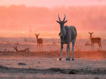 Eland