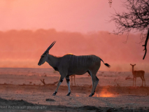 Eland