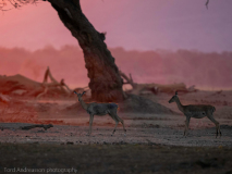 Impala