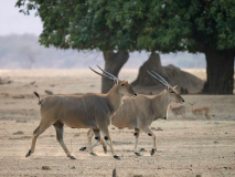 Eland