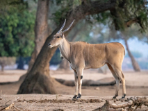 Eland