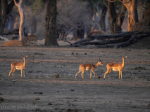 Impala