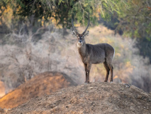 Waterbuck