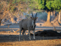 Eland