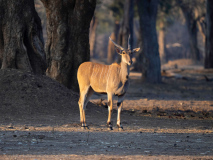 Eland