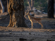 Impala