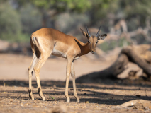 Impala