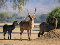Waterbuck