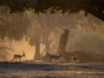 Impala och babian