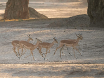 Impala