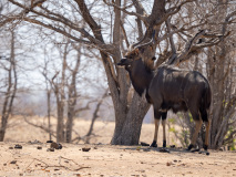 Nyala