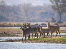 Waterbuck
