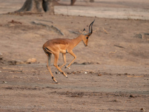 Impala