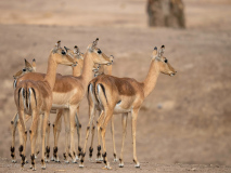 Impala