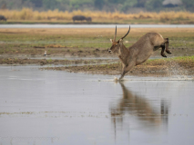 Waterbuck