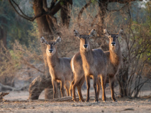 Waterbuck