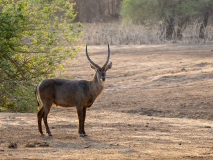 Waterbuck