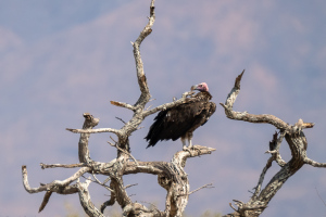 Mana Pools | Asätare / Scavengers