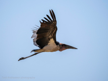 Maraboustork