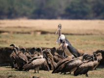 Maraboustork