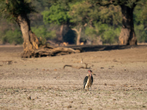 Maraboustork