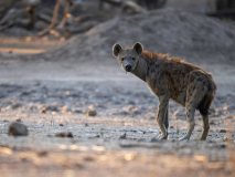 Fläckig hyena