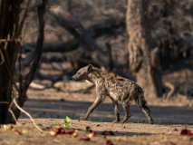 Fläckig hyena